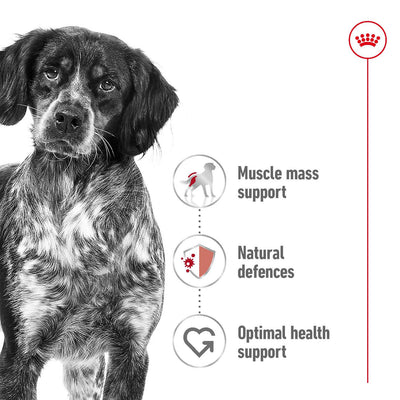SALE 20% OFF - Royal Canin Medium Adult Loaf Wet Dog Food Can 410g