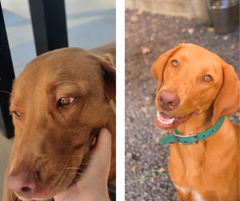 Nala