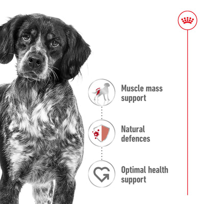 SALE 10% OFF [15KG] - Royal Canin Medium Adult Dry Dog Food
