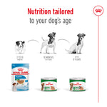 SALE 20% OFF - Royal Canin Mini Ageing Loaf Wet Dog Food Can 195g