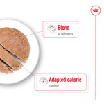 SALE 20% OFF - Royal Canin Mini Ageing Loaf Wet Dog Food Can 195g