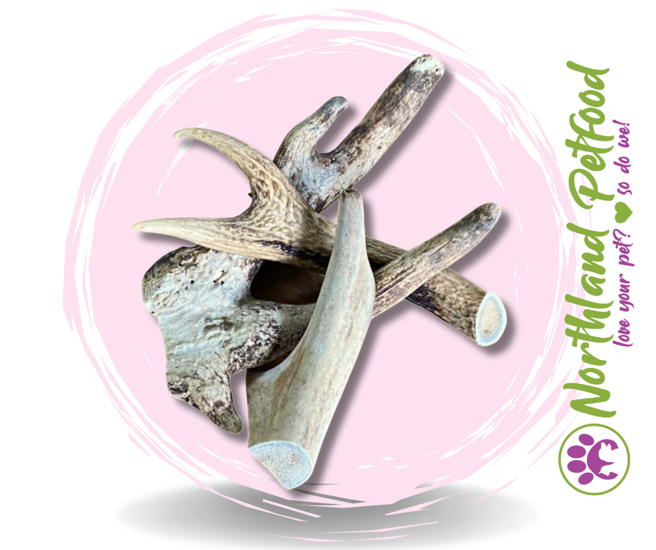 Natura Deer Antler *Assorted Sizes