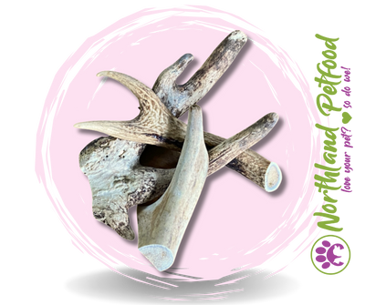 Natura Deer Antler *Assorted Sizes